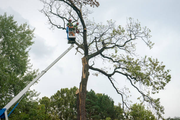  , USA Tree Service Pros